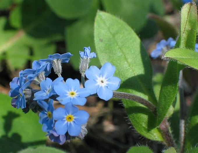 Pomněnka lesní ´Blue´