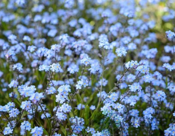 Pomněnka lesní ´Blue´