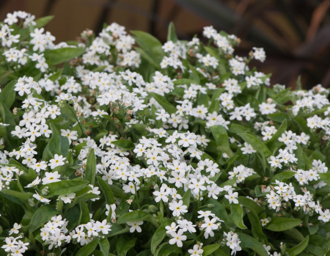 Pomněnka lesní  ´White´