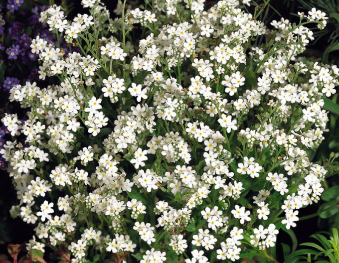 Pomněnka lesní  ´White´