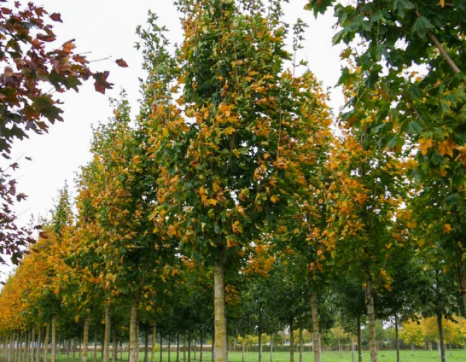 Javor mléč ´Cleveland´