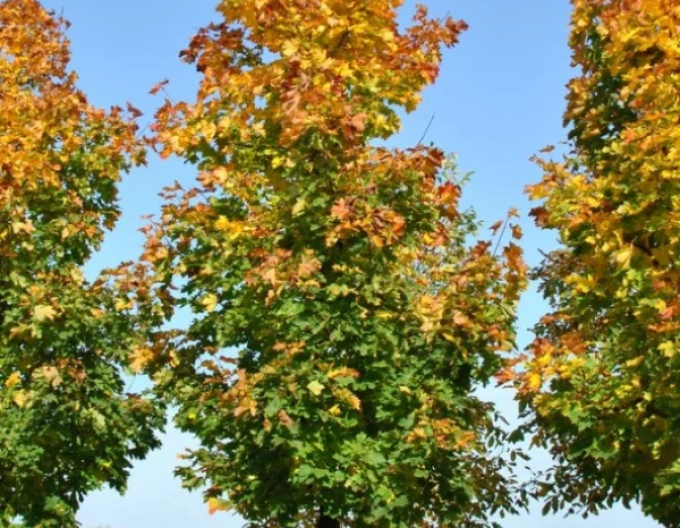 Javor mléč ´Cleveland´