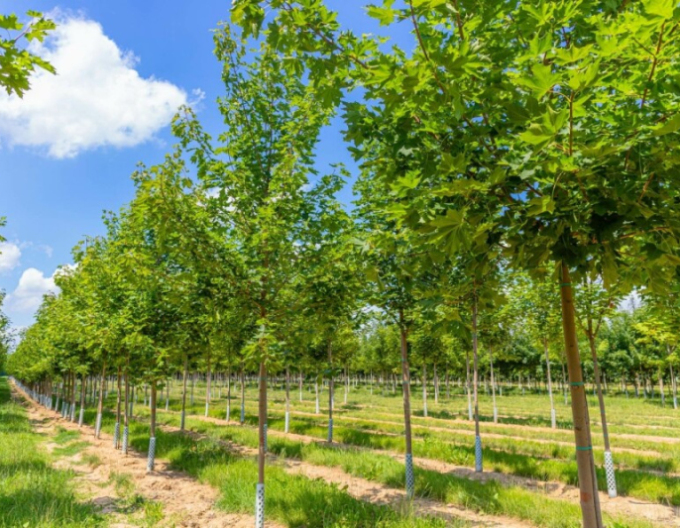 Javor mléč ´Cleveland´