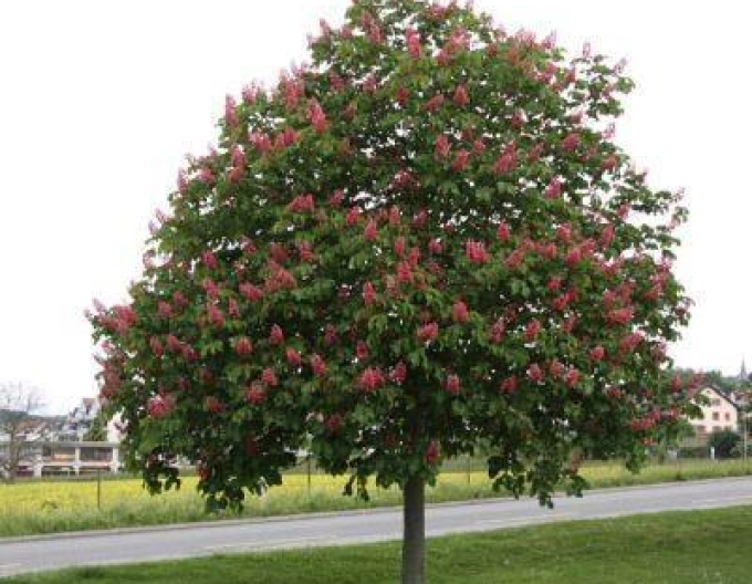 Jírovec pleťový Briotii