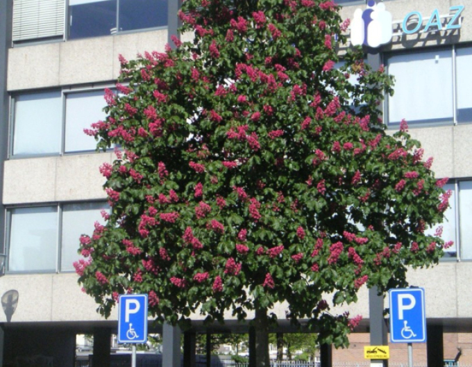 Jírovec pleťový Briotii