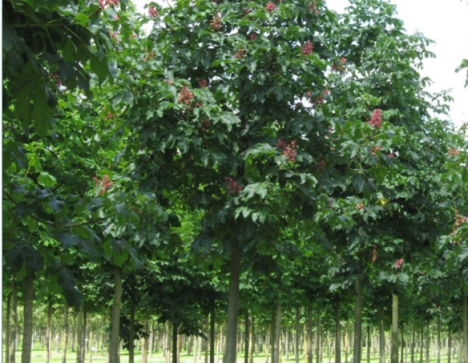 Jírovec pleťový Briotii