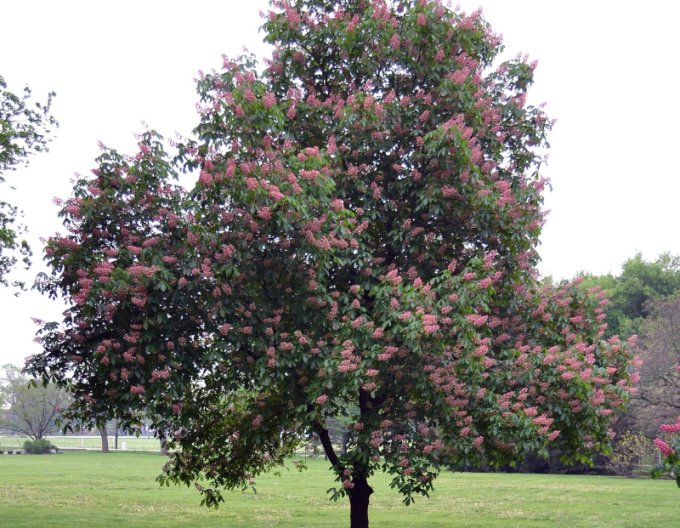 Jírovec pleťový Briotii