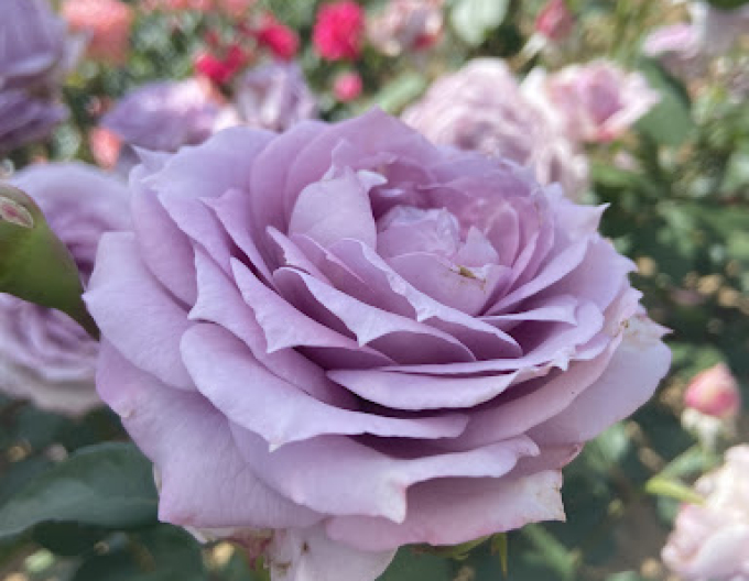 Stromková růže ´INNOVA´