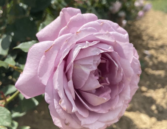 Stromková růže ´INNOVA´