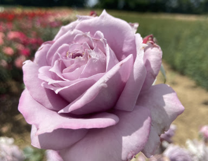 Stromková růže ´INNOVA´