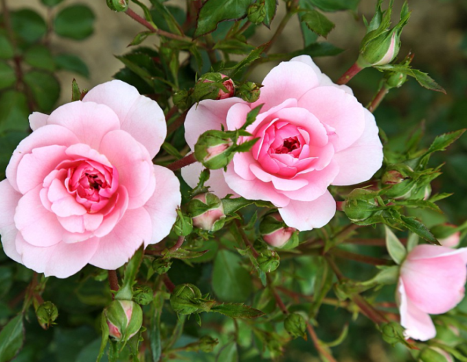 Růže stromková ´ROSMARIN´