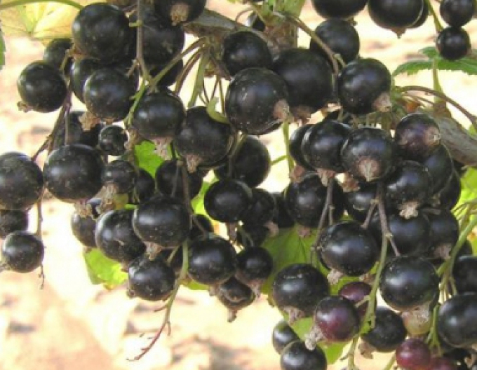 Černý rybíz Ben Hope Stromková, 2l