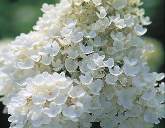 Hortenzie latnatá Grandiflora