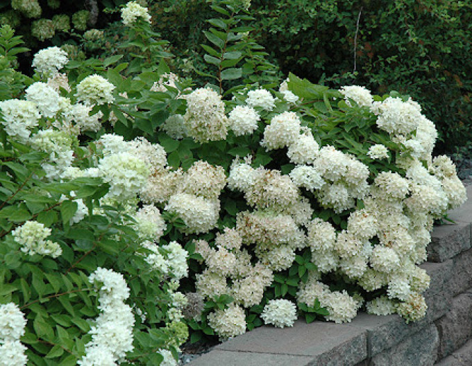 Hortenzie latnatá Grandiflora