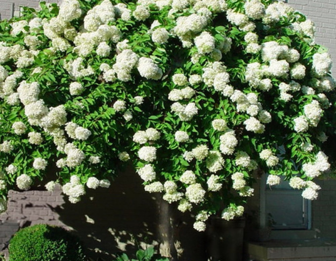 Hortenzie latnatá Grandiflora