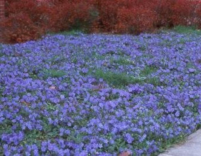 Barvínek menší (vinca minor)