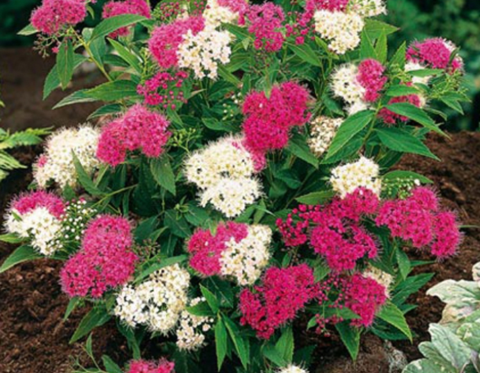 Tavolník japonský Genpei