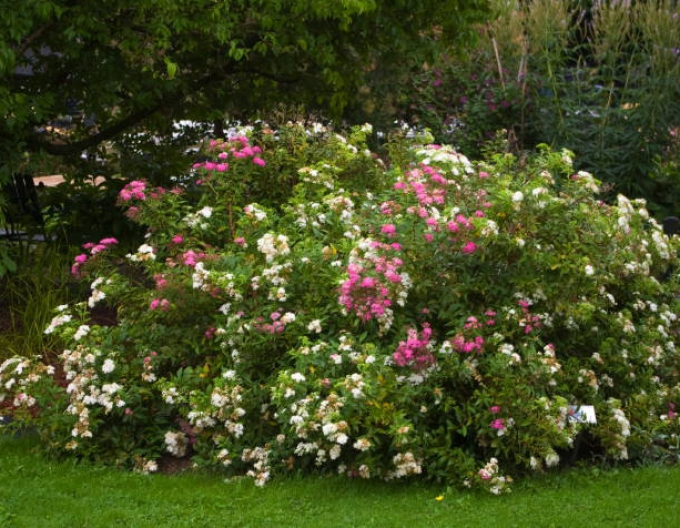 Tavolník japonský Genpei