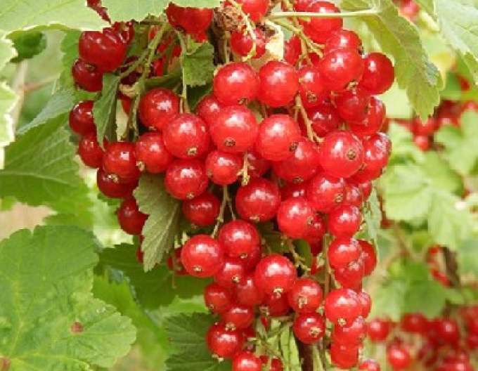 Rybíz červený  ´Junifer´ KEŘ