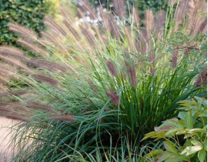 Periwinkle Viridescens