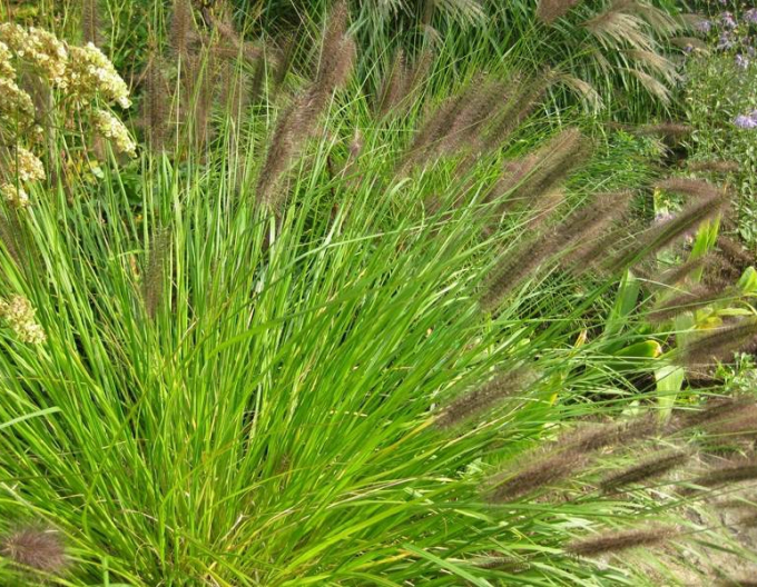 Periwinkle Viridescens