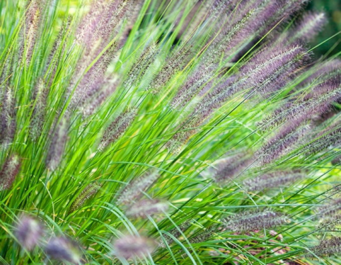 Periwinkle Viridescens