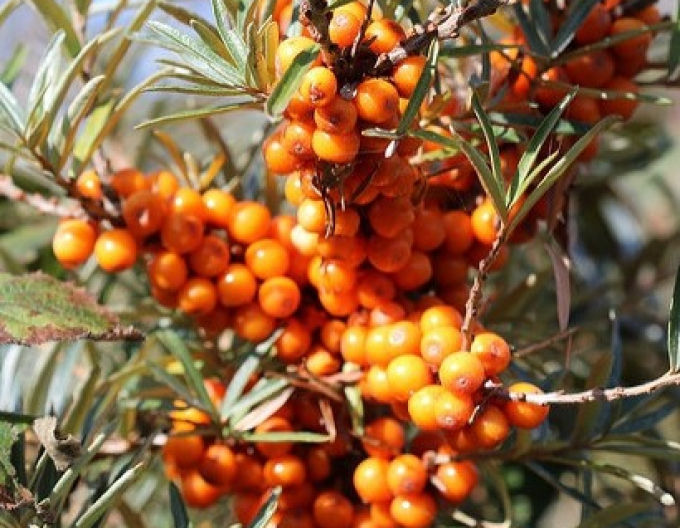 Rakytník samice ´Krásavica´