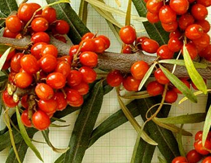 Rakytník samice ´Aromat´