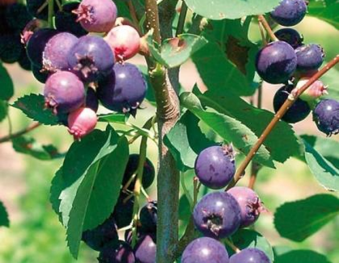 Muchovník Prince William