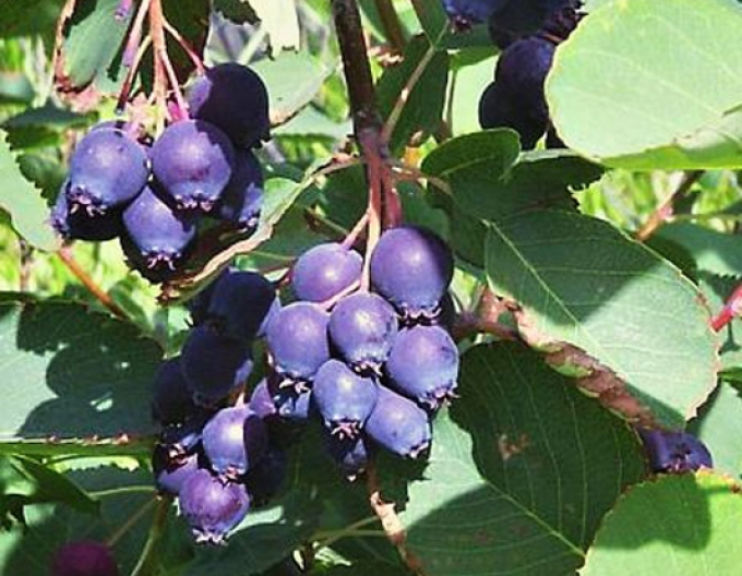 Muchovník Prince William