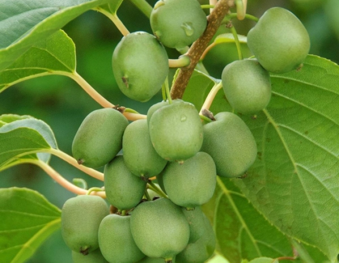 Mini kiwi samosprašné Japsai