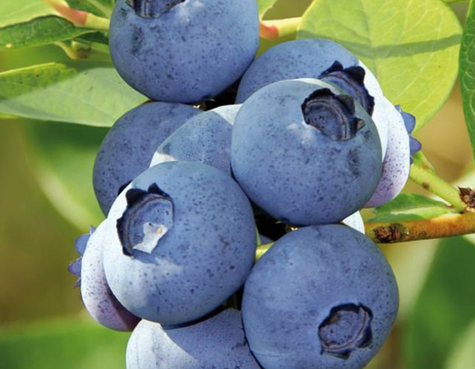 Kanadská borůvka Bluecrop