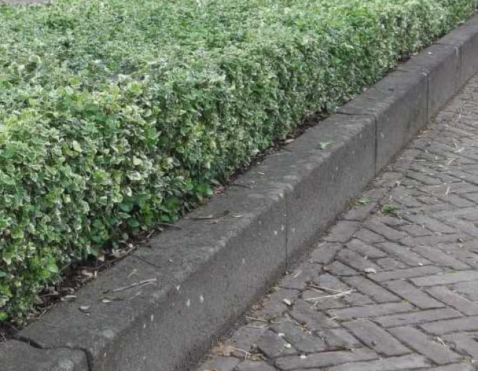 Brslen Fortuneův "EMERALD GAIETY"