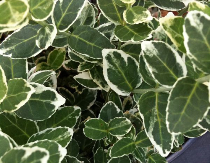 Brslen Fortuneův "EMERALD GAIETY"