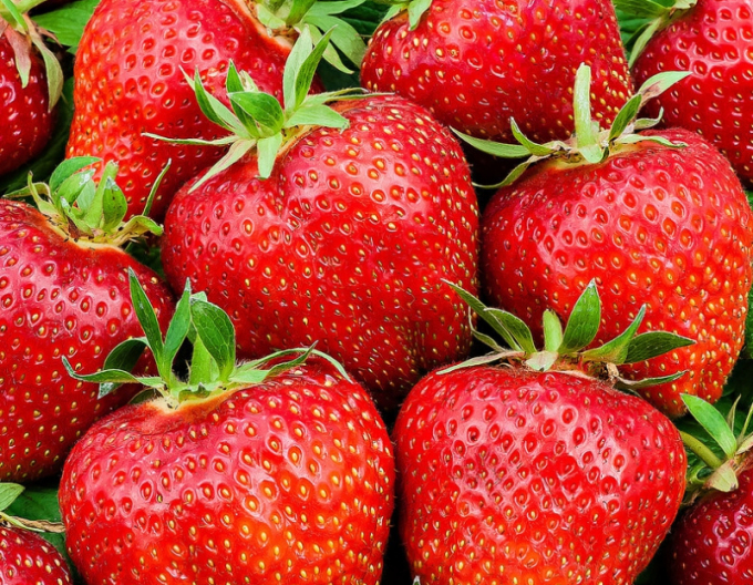 Jahodník stáleplodící ’Ostara’