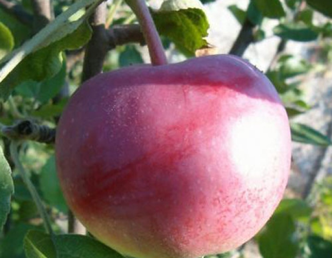 Jabloň ´Vista Bella´ letní, podn. M9, prostok.