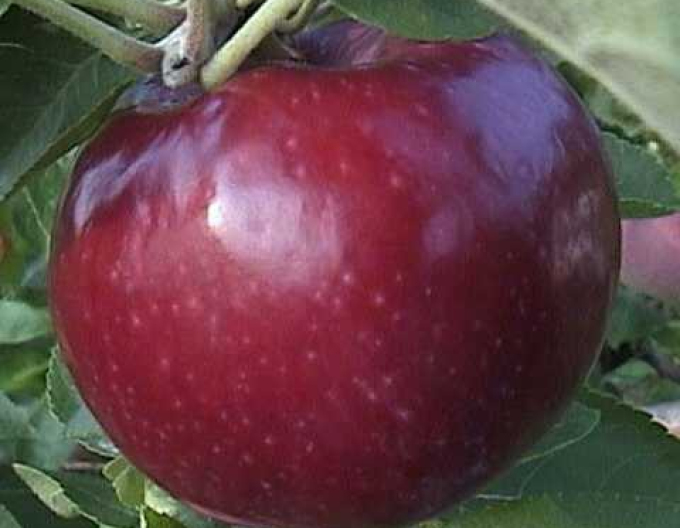 Jabloň ´Vista Bella´ letní, podn. M9, prostok.