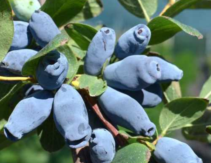 Zimolez kamčatský Aurora