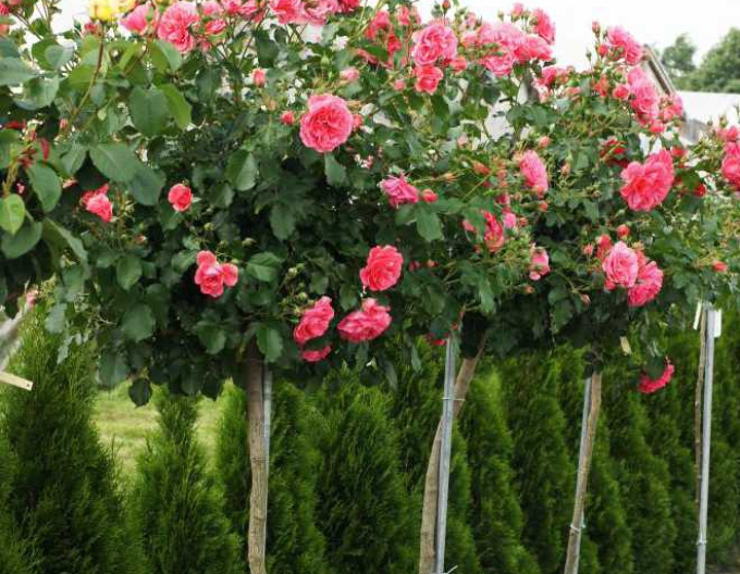 Stromková růže Kimono