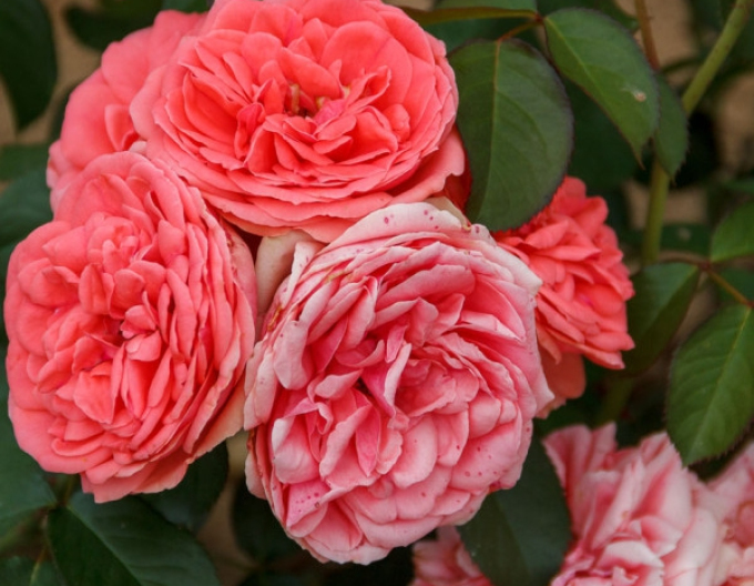 Stromková růže Kimono