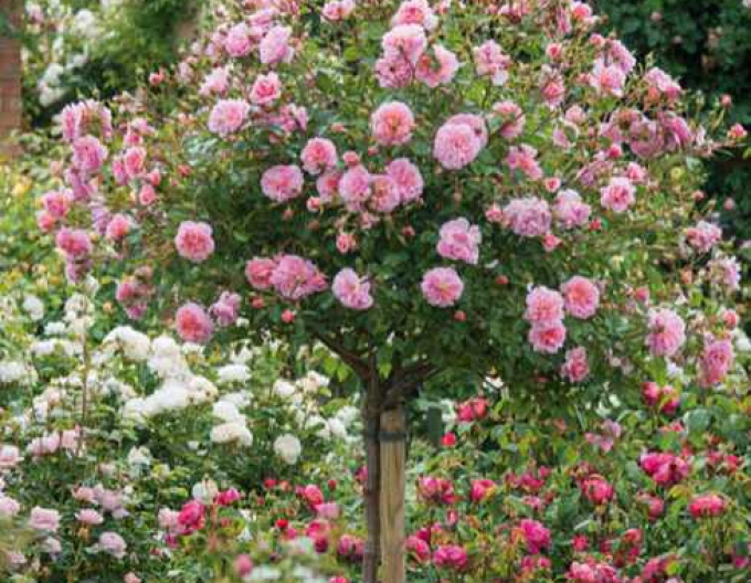 Stromková růže " The Fairy"