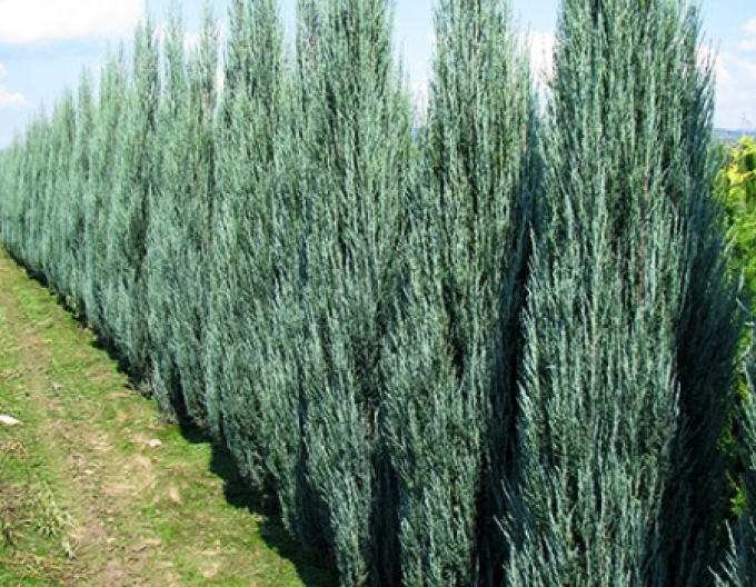 Jalovec virginský  Blue Arrow