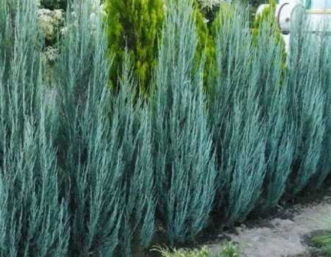 Jalovec virginský  Blue Arrow