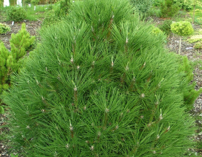 Černá borovice  Spielberg