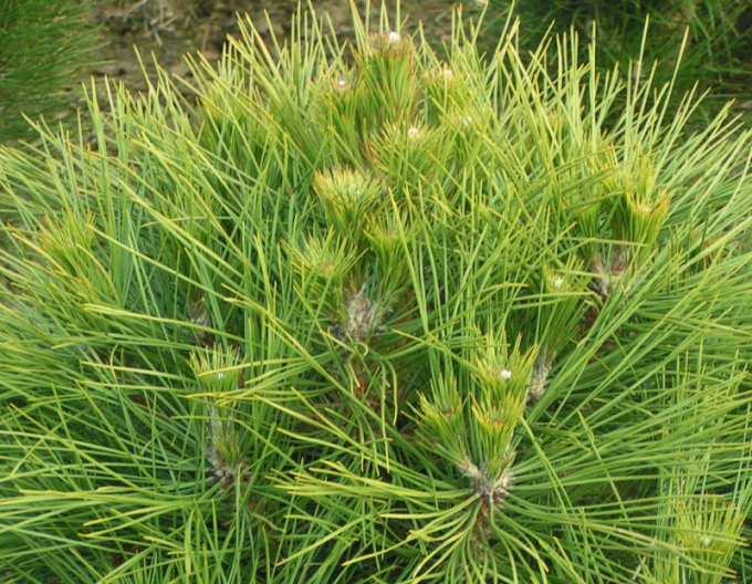 Černá borovice  Spielberg