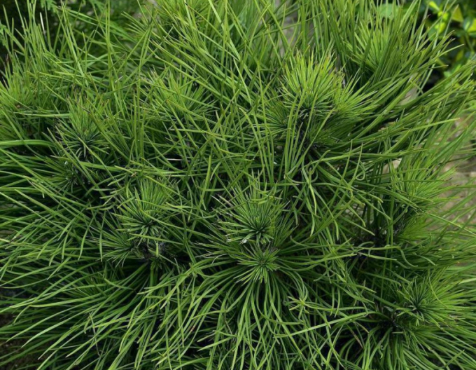 Černá borovice  Spielberg