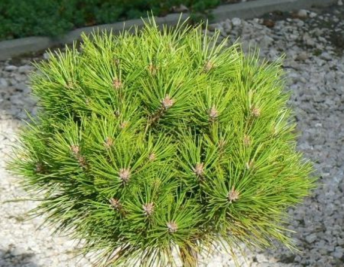 Borovice černá  Bambino