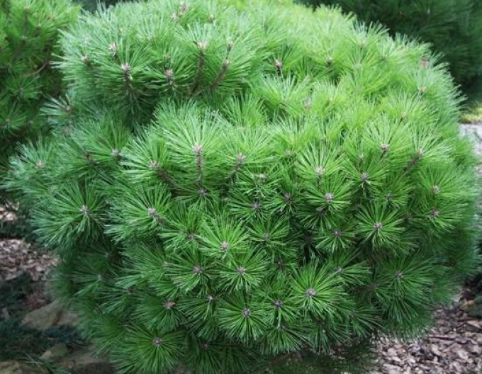 Borovice černá  Bambino