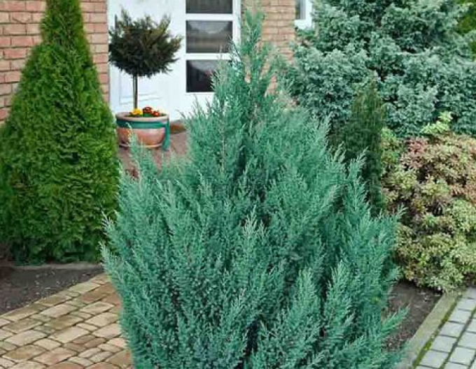 Jalovec čínský ´Stricta´