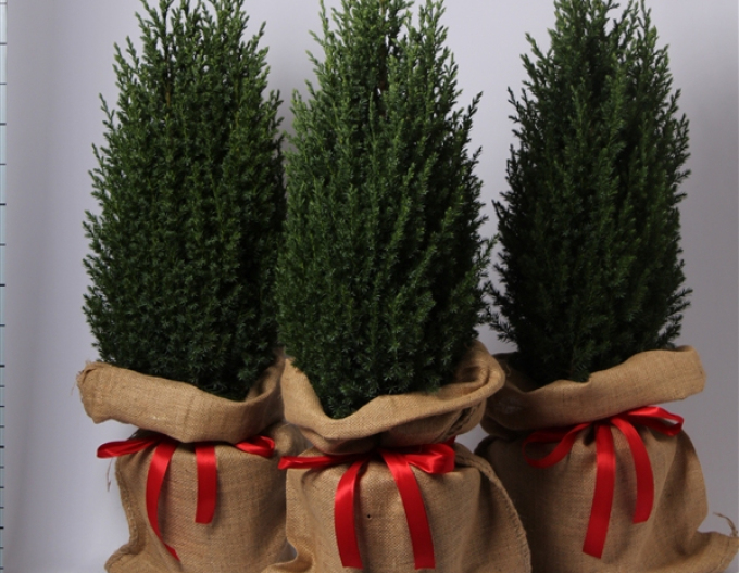 Jalovec čínský ´Stricta´